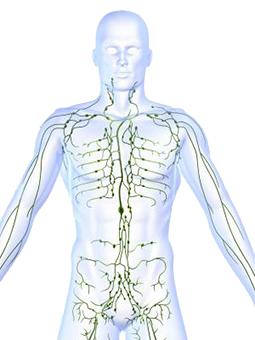 diagram-of-the-lymphatic-system